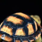 Detailed close-up of Sulcata Tortoise plush shell with realistic textures and vibrant patterns
