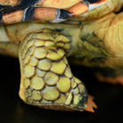 Close-up of Sulcata Tortoise plush leg with realistic scales, perfect for collectors and turtle enthusiasts