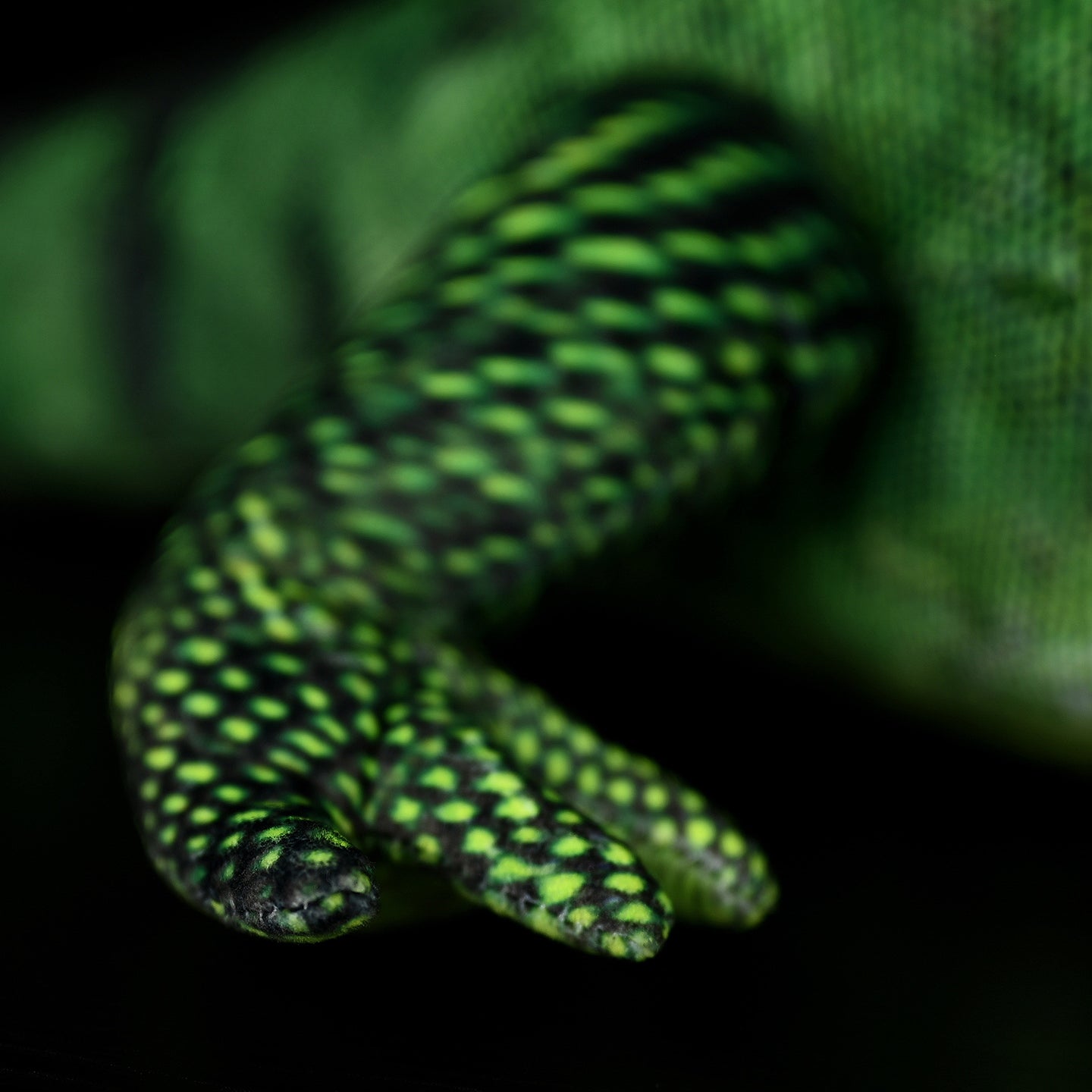 Close-up of the green iguana plush's paw, highlighting its textured and lifelike patterns