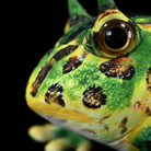 Focused view of Pacman Frog Plush eye detail, mimicking the lifelike features of the Argentine horned frog
