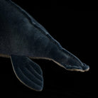 Close-up of the tail and flipper details on the SoftDaysLab® long-necked plesiosaur plush, showcasing its lifelike marine reptile design