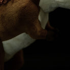 Lifelike arm details on Yutyrannus plush toy by SoftDaysLab®, crafted for dinosaur enthusiasts