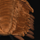 Detailed back close-up of the Realistic Redlichiida Trilobite Plush, emphasizing the soft fabric structure and lifelike design