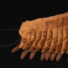 Close-up of segmented legs and body detail on the Redlichiida Trilobite Plush, perfect for prehistoric and fossil toy collectors