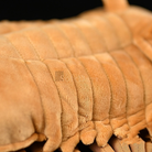 Realistic Asaphus Kowalewskii Trilobite Plush Toy – Soft, Unique, and Perfect for Prehistoric Enthusiasts