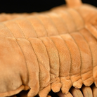 Detailed view of Asaphus Kowalewskii trilobite plush toy's segmented body texture, designed for realism by SoftDaysLab