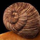 Close-up of snail plush toy’s spiral shell with realistic texture and intricate design by SoftDaysLab